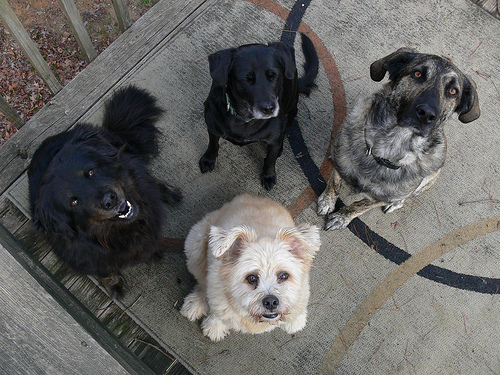 doggies