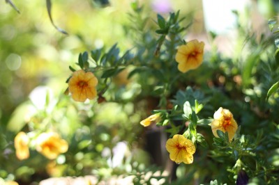 The Cottage Garden Nursery At Coorparoo A Splash Of Vanilla