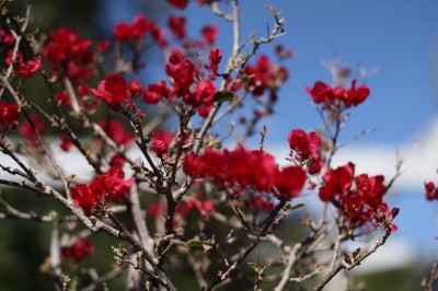 The Cottage Garden Nursery At Coorparoo A Splash Of Vanilla