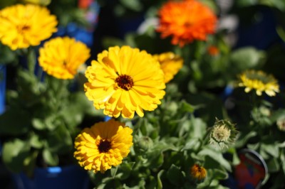 The Cottage Garden Nursery At Coorparoo A Splash Of Vanilla