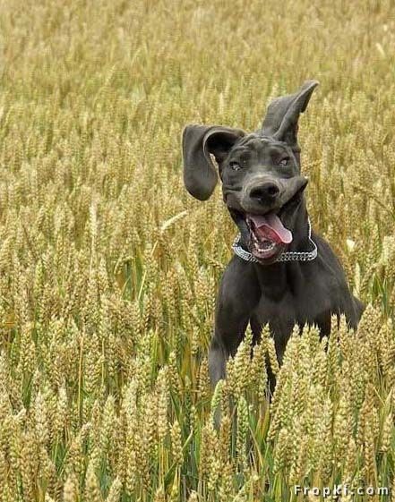 happy dog