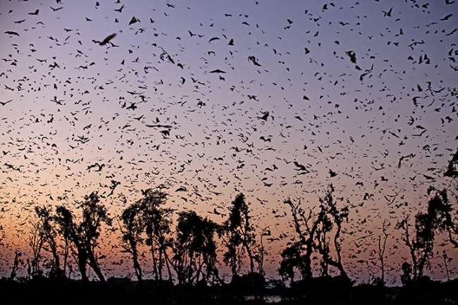 Fruit bats in Zambia