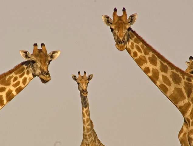 Three desert giraffes in the Kalahari