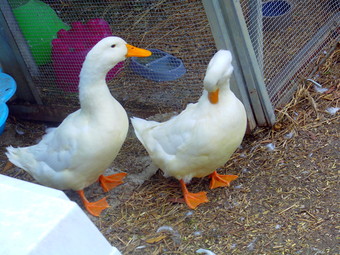 DCIM100MEDIA