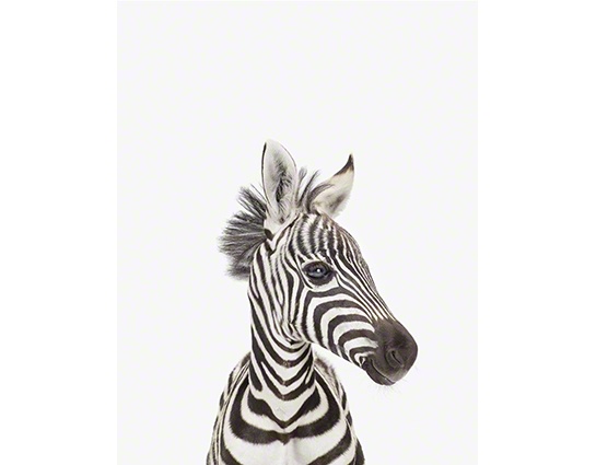 the animal print shop