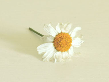 daisy