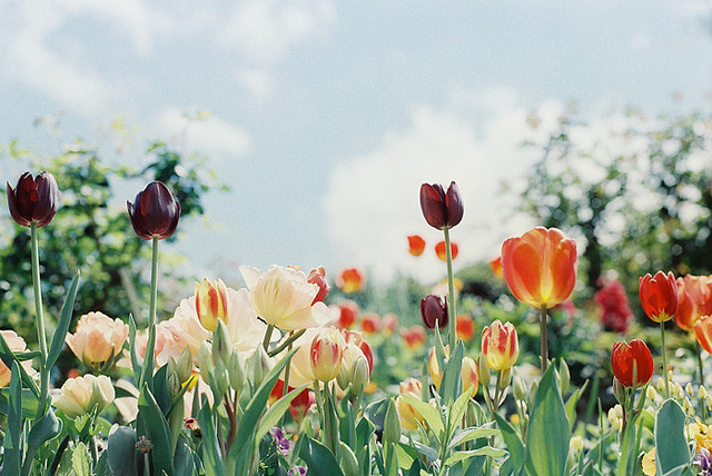 flickr i.e