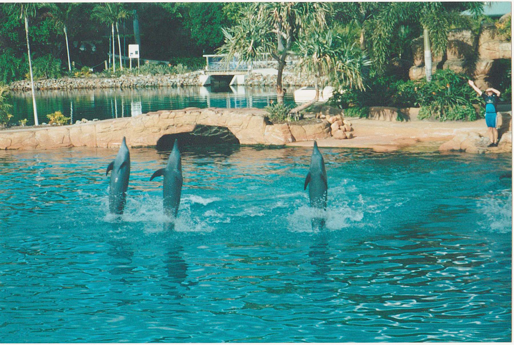 film dolphins