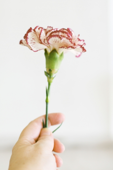 still life flowers