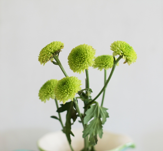 still life flowers