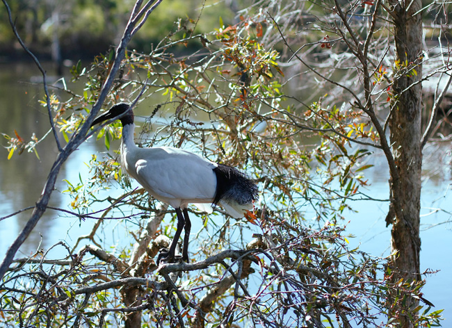 bowies wetland herons