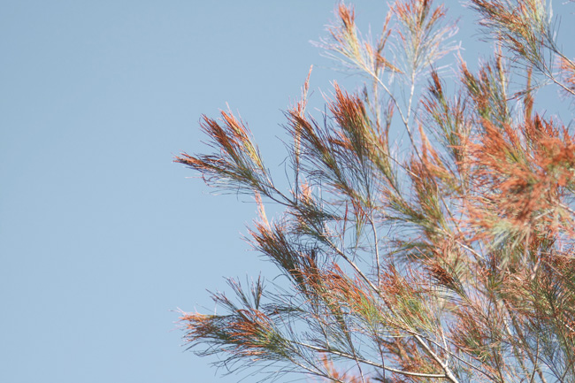 bowies wetlands trees