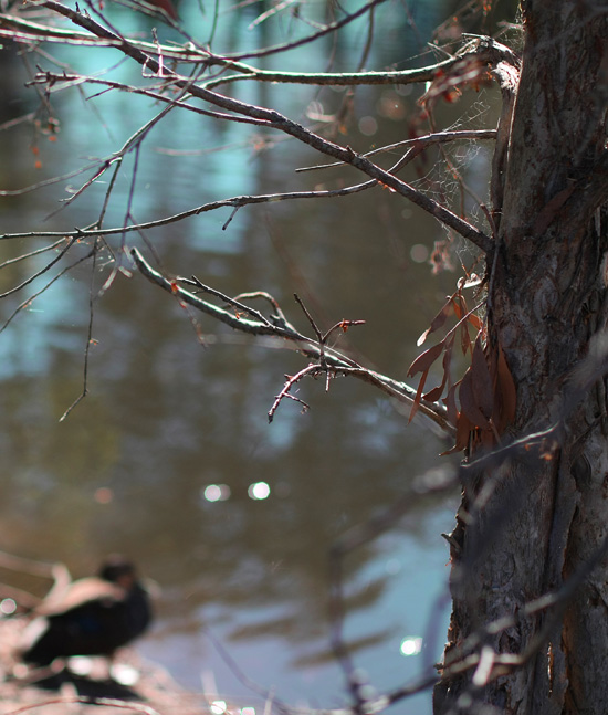 bowies wetlands