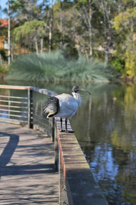 bowies wetlands