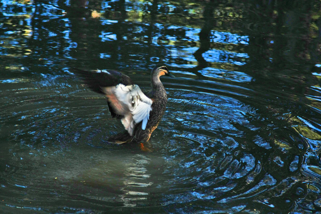 duck bowie wetlands]