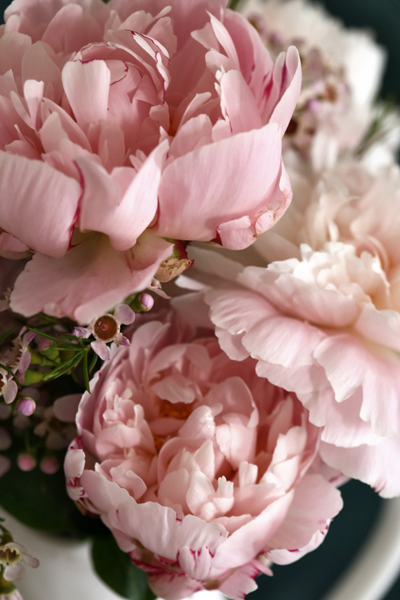 peonies