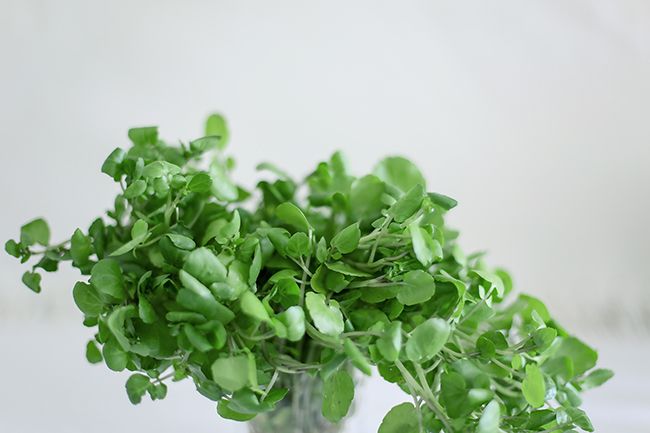 watercress l a splash of vanilla