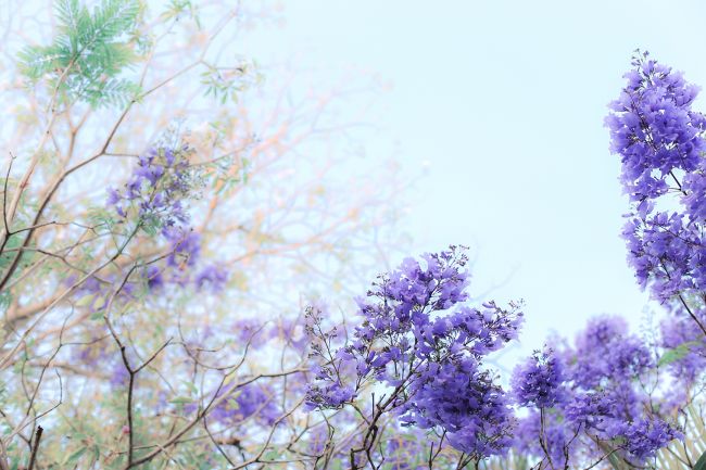 jacaranda l a splash of vanilla