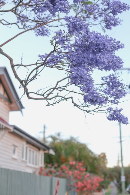 jacaranda l a splash of vanilla