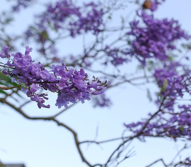 jacaranda l a splash of vanilla