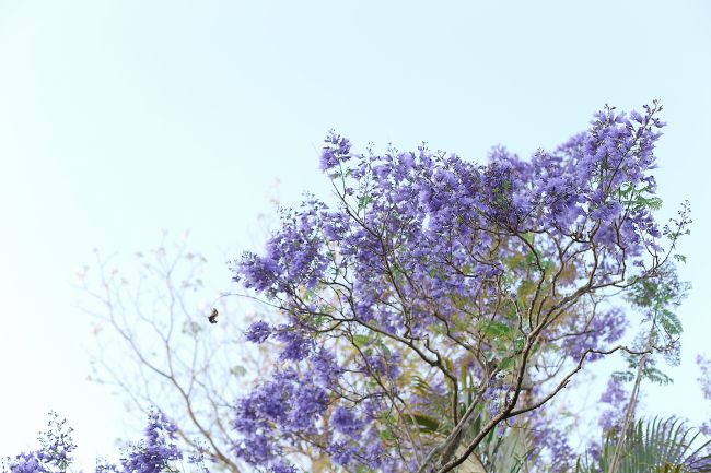 jacaranda l a splash of vanilla