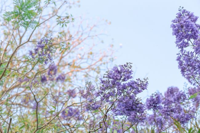 jacaranda l a splash of vanilla