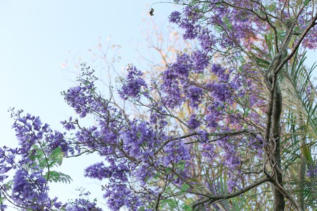 jacaranda l a splash of vanilla