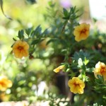 The Cottage Garden Nursery at Coorparoo