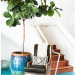 Indoor plants for interiors