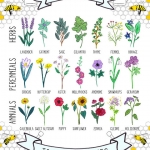 Plants which help bees