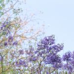 Jacaranda season